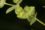 Warty spurge